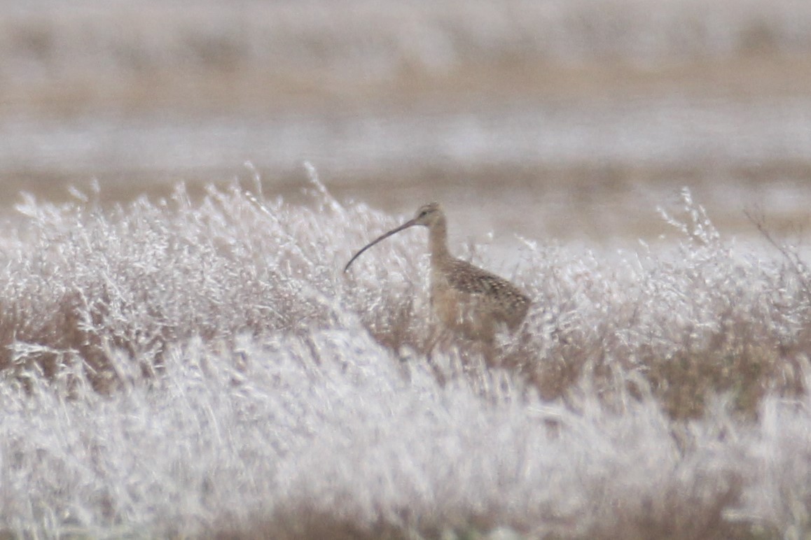 Rostbrachvogel - ML420142341