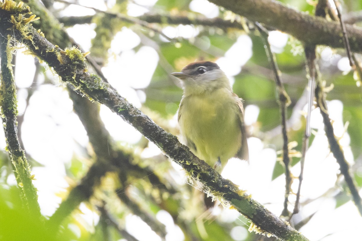 White-winged Becard - ML420142581