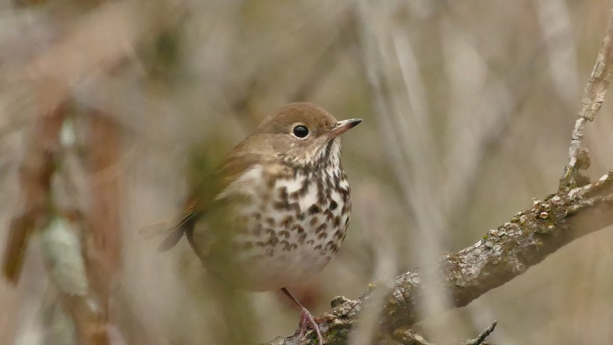 Hermit Thrush - Avery Fish