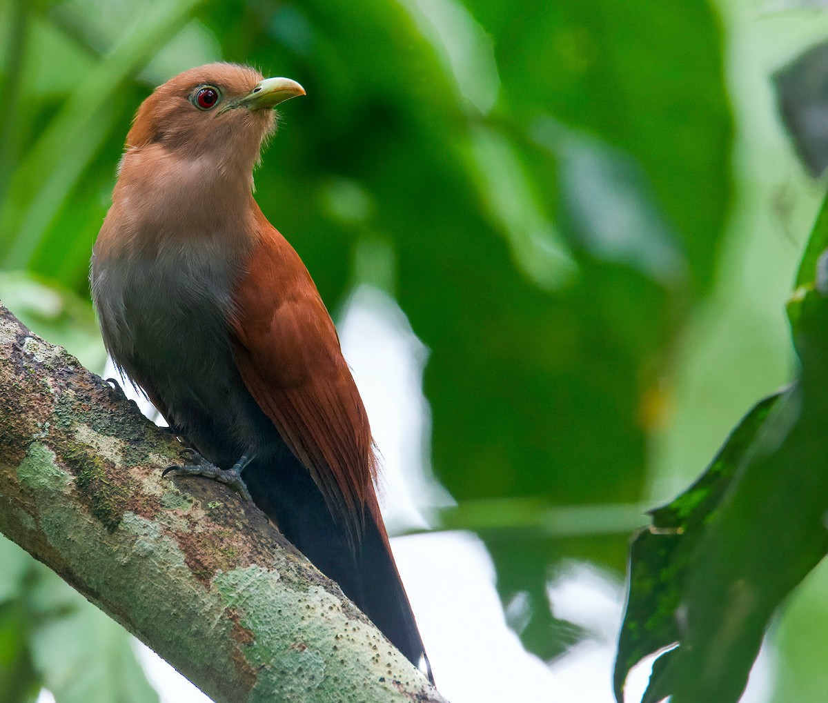 Squirrel Cuckoo - ML420145231