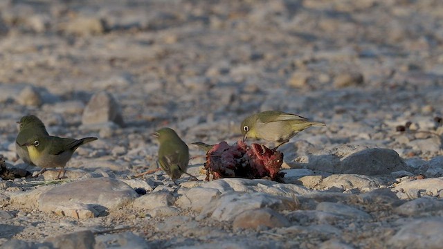 Abyssinian White-eye - ML420145751