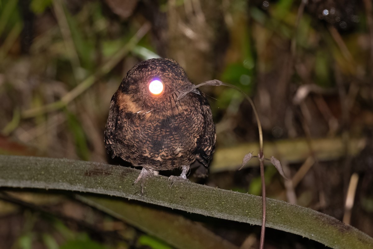 Lyre-tailed Nightjar - ML420148721