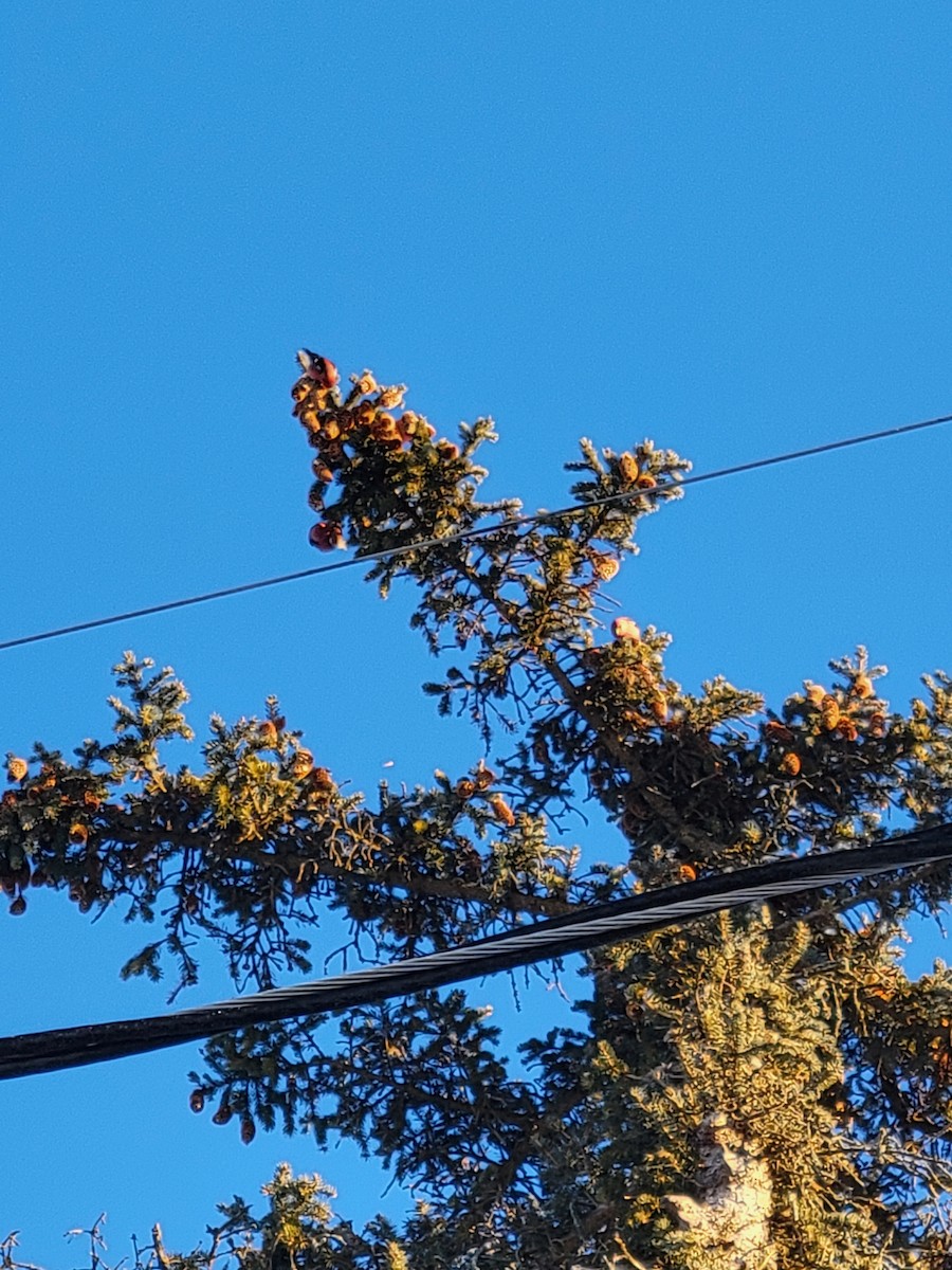 White-winged Crossbill - ML420149531