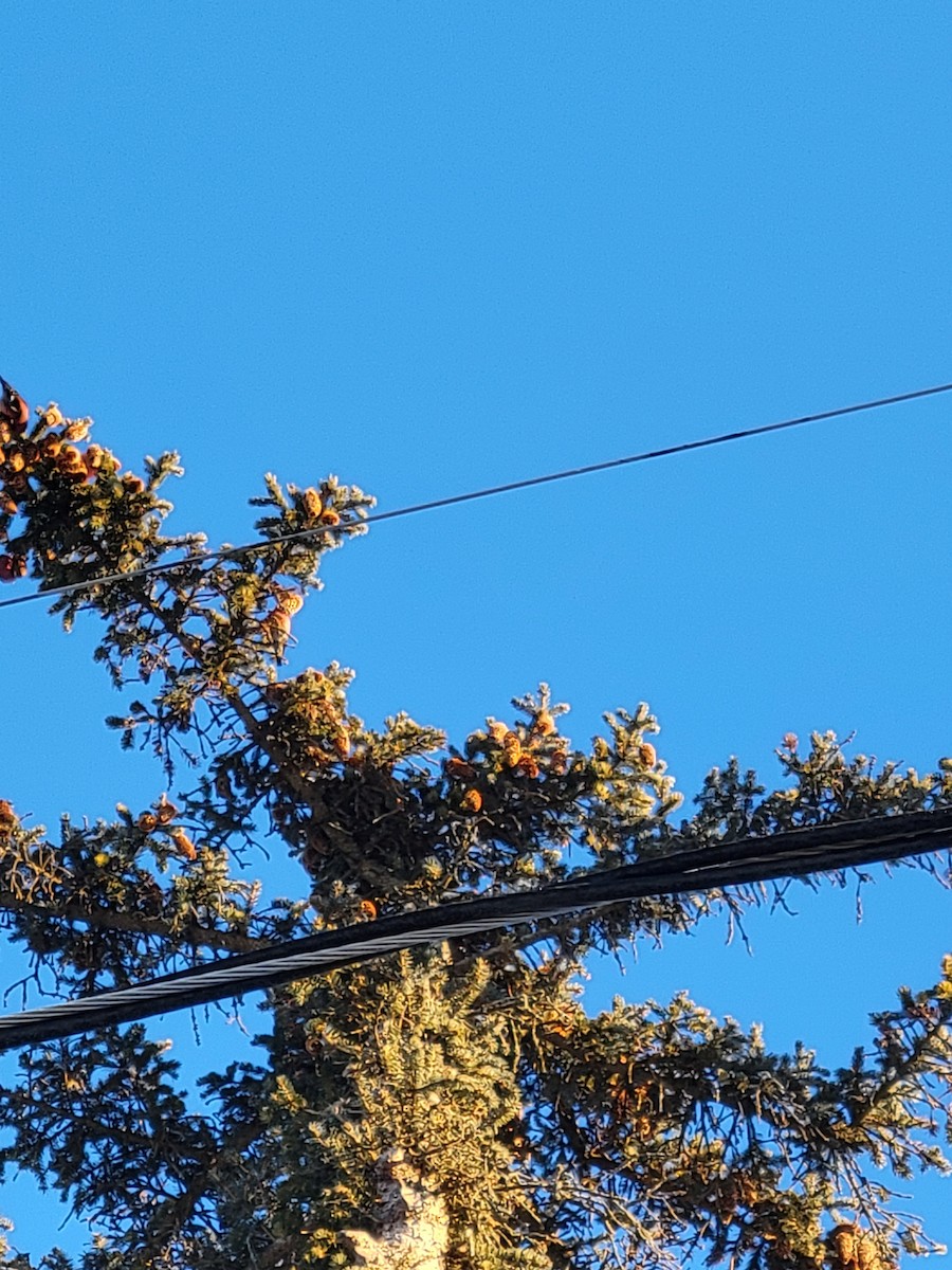 White-winged Crossbill - ML420149591