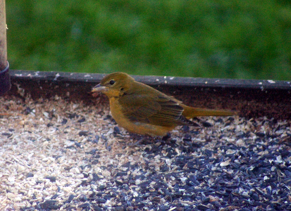 Summer Tanager - ML42015031