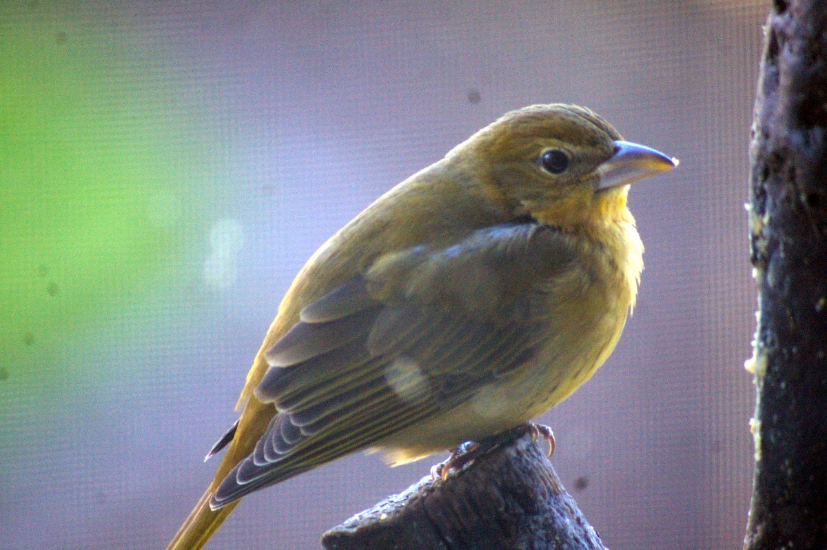 Summer Tanager - ML42015041