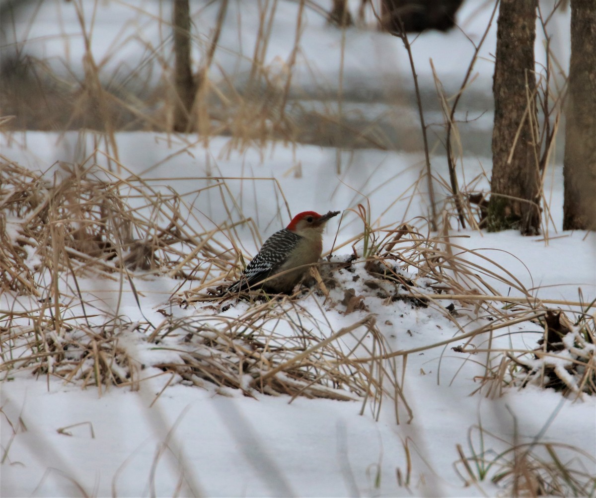 Red-bellied Woodpecker - ML420151441