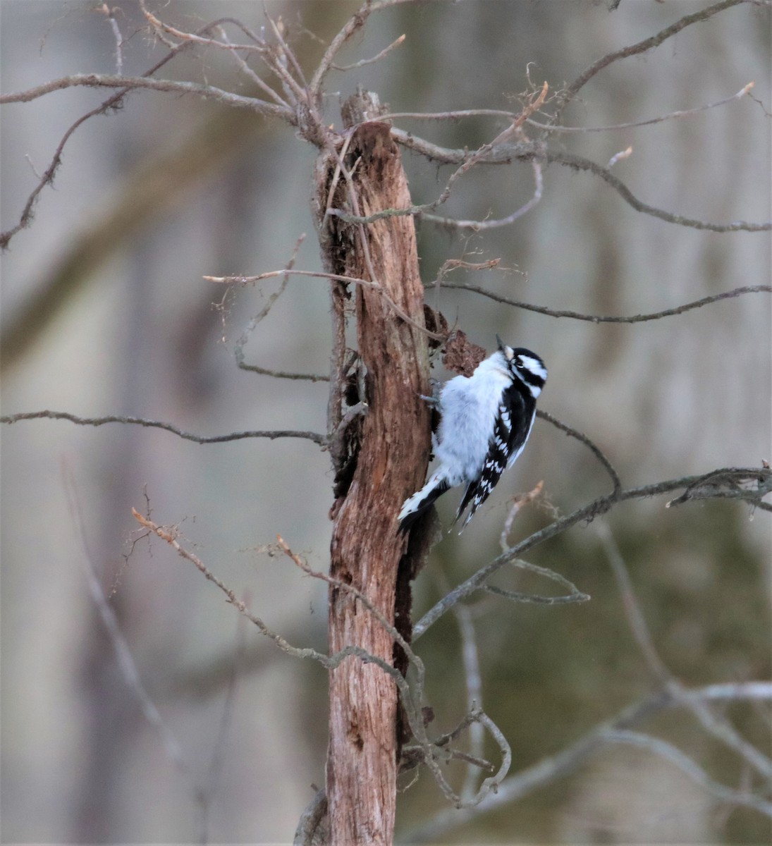 Downy Woodpecker - ML420151641