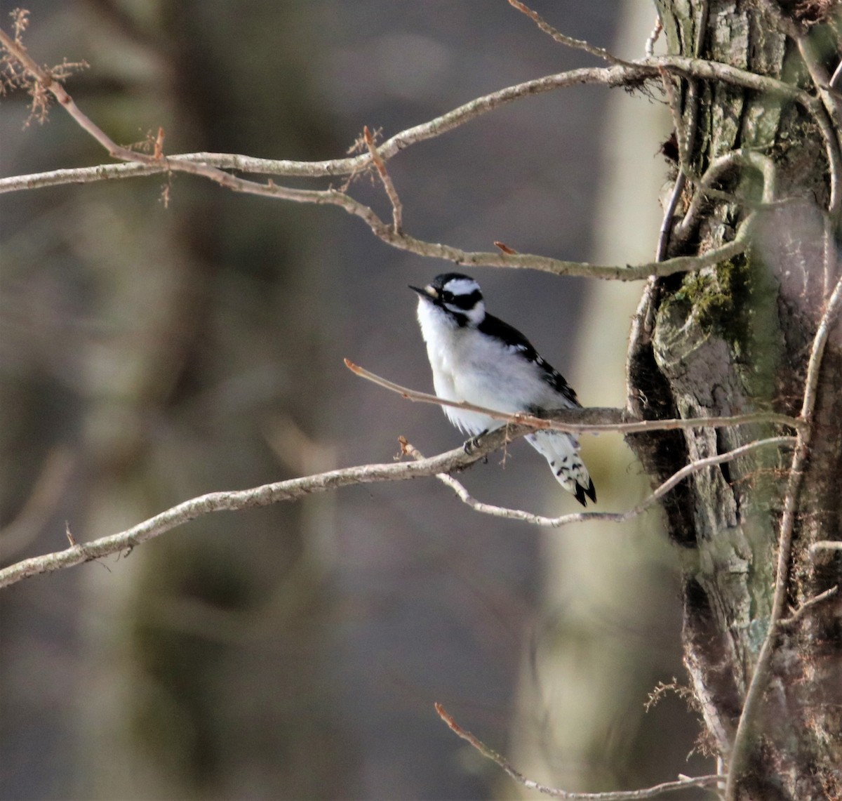 Downy Woodpecker - ML420151811