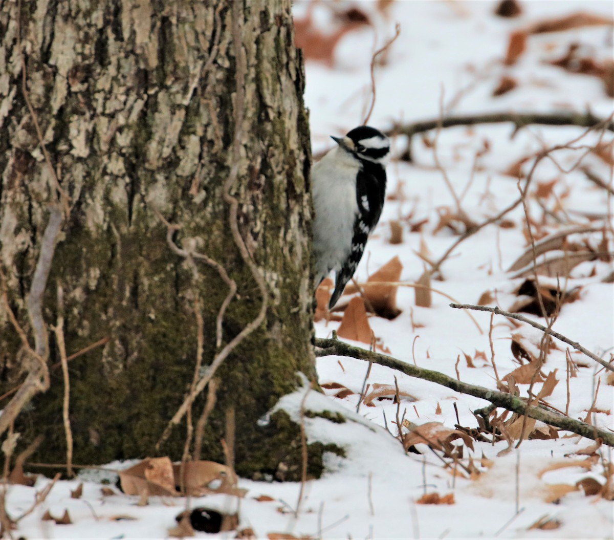 Downy Woodpecker - ML420152091