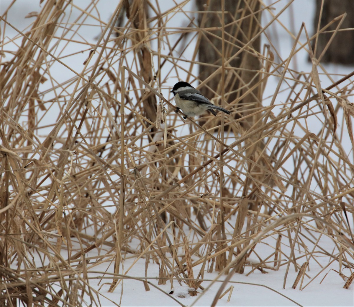 Black-capped Chickadee - ML420152441