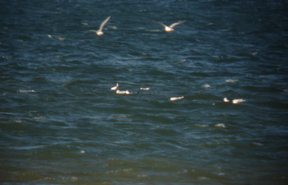 Little Gull - ML42015291