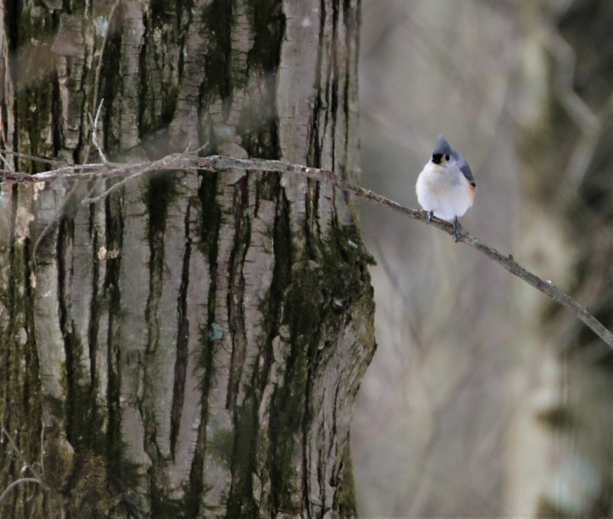 Tufted Titmouse - ML420153101