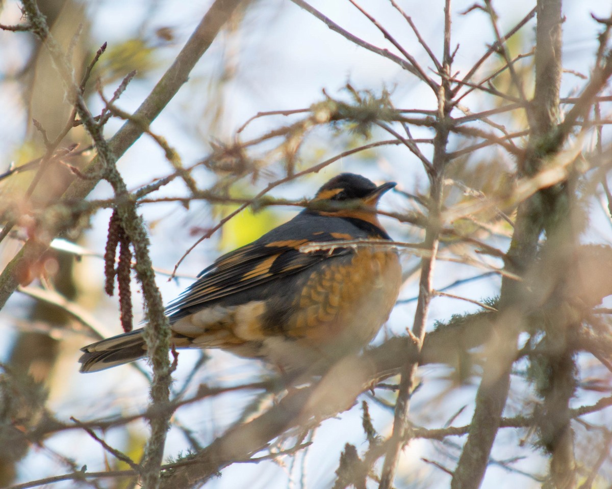 Varied Thrush - Joanne Dial