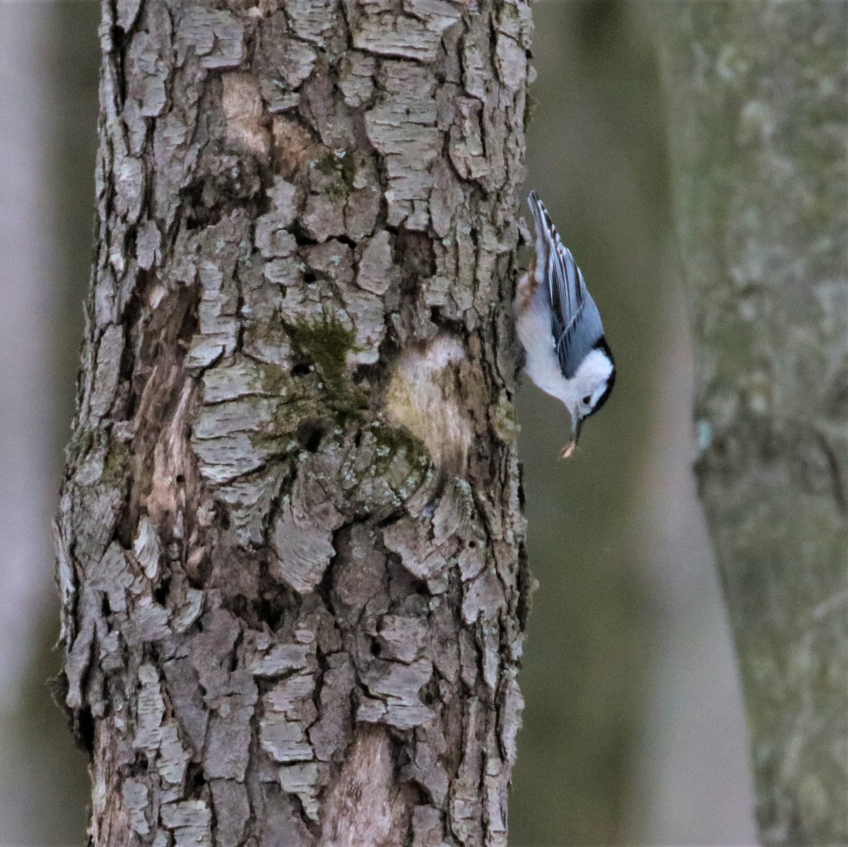 White-breasted Nuthatch - ML420153621