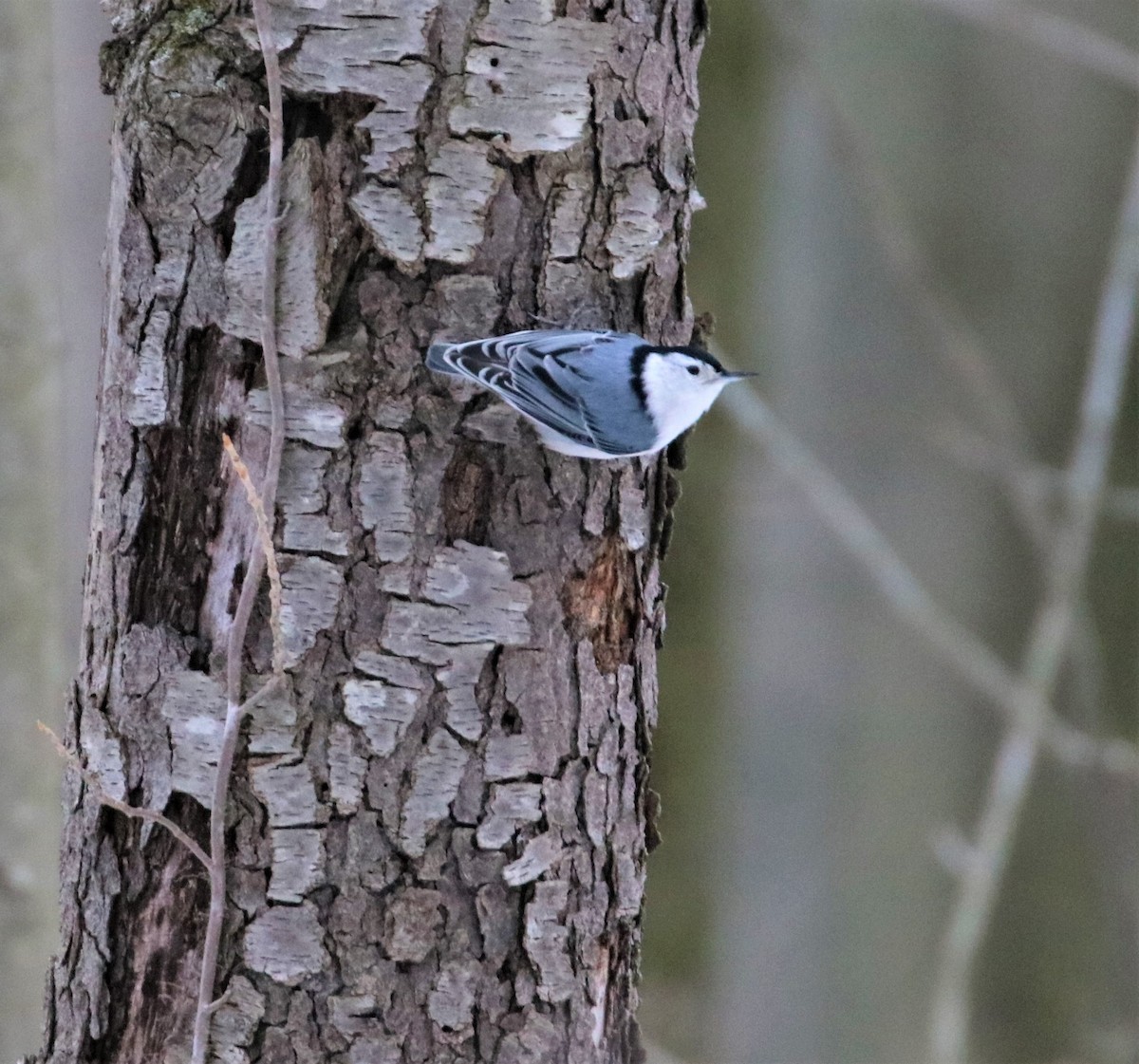 White-breasted Nuthatch - ML420153801