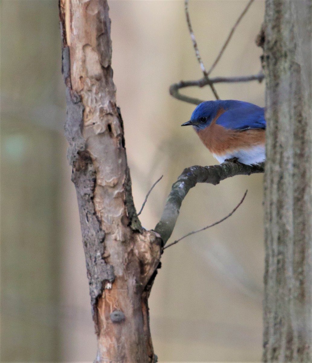 Eastern Bluebird - ML420153931