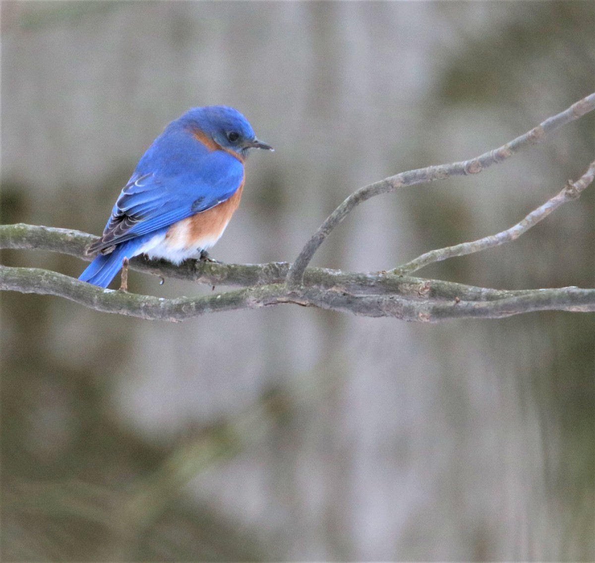Eastern Bluebird - ML420154041