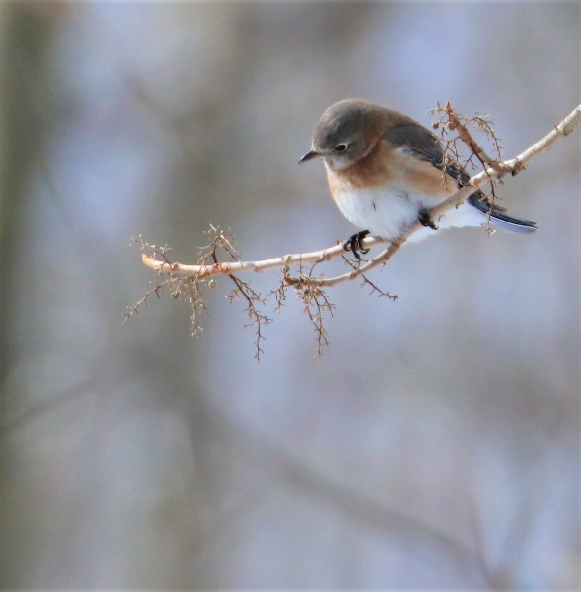 Eastern Bluebird - ML420154141