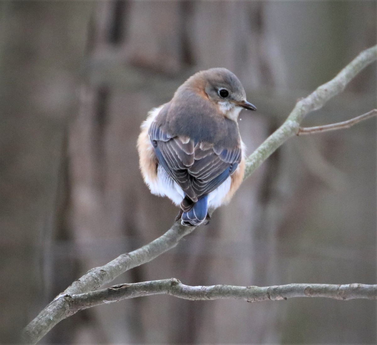 Eastern Bluebird - ML420154361