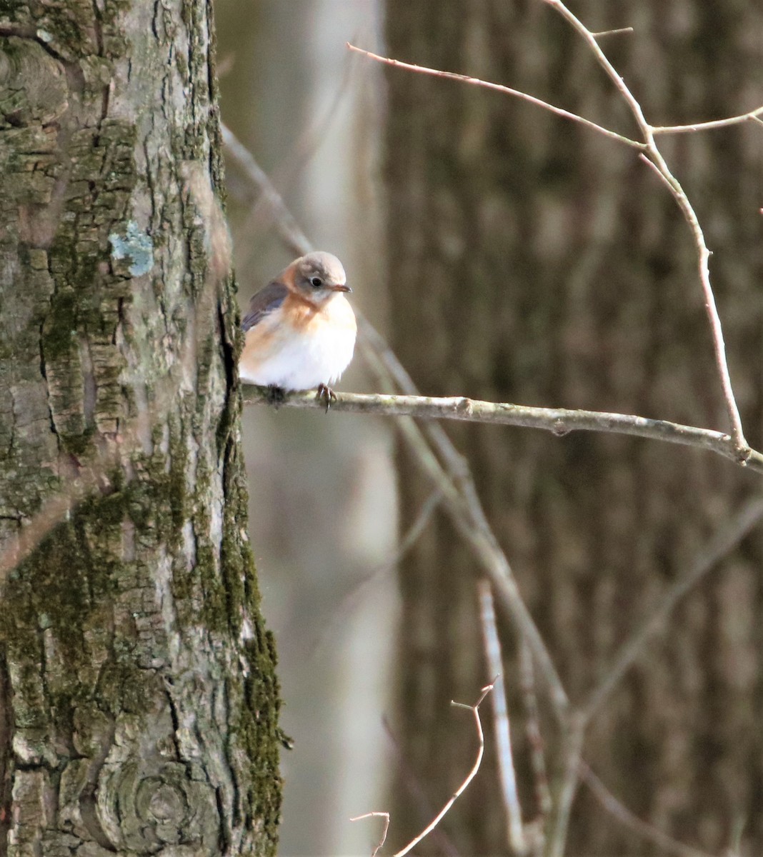 Eastern Bluebird - ML420154761