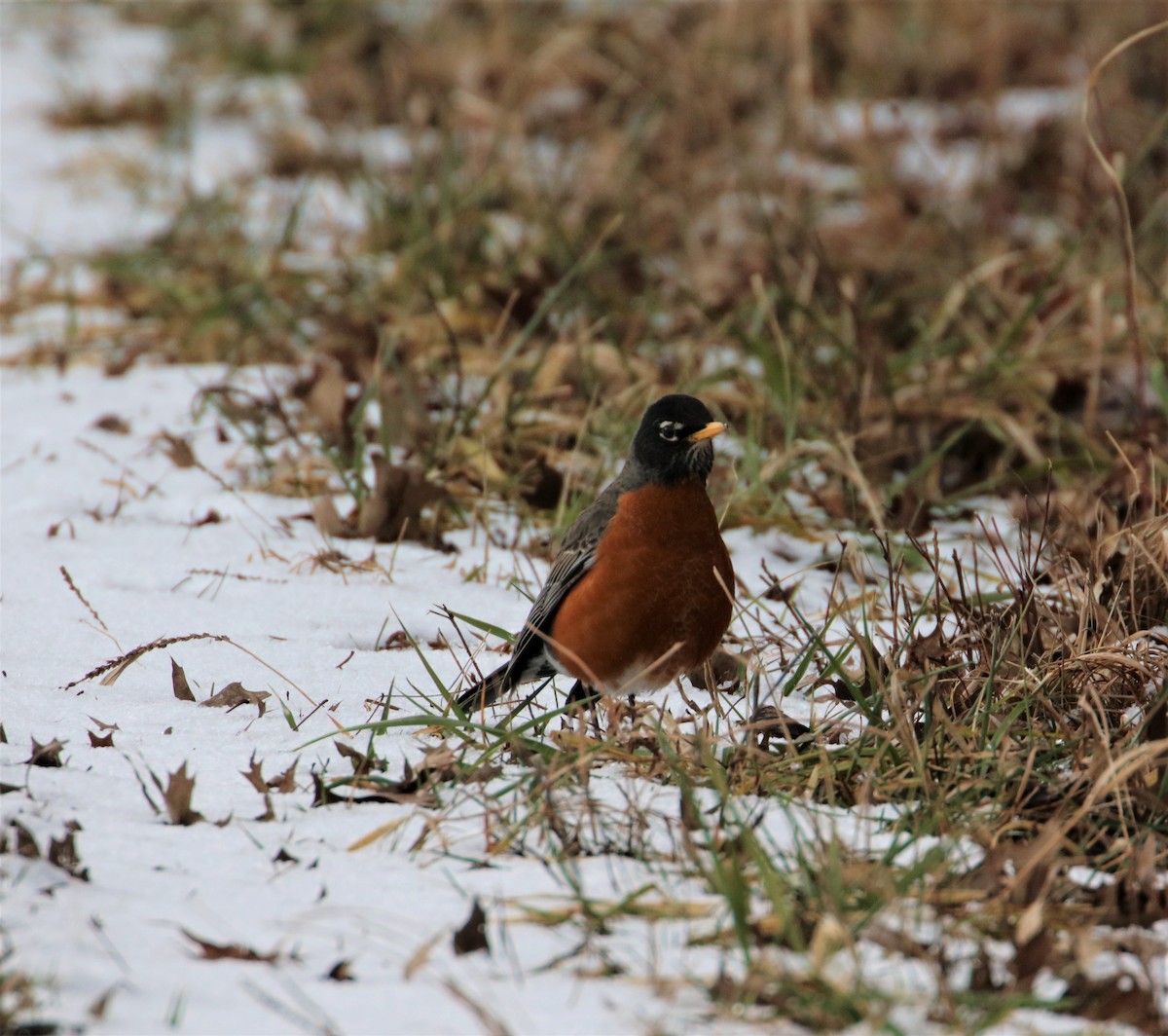 American Robin - ML420155211
