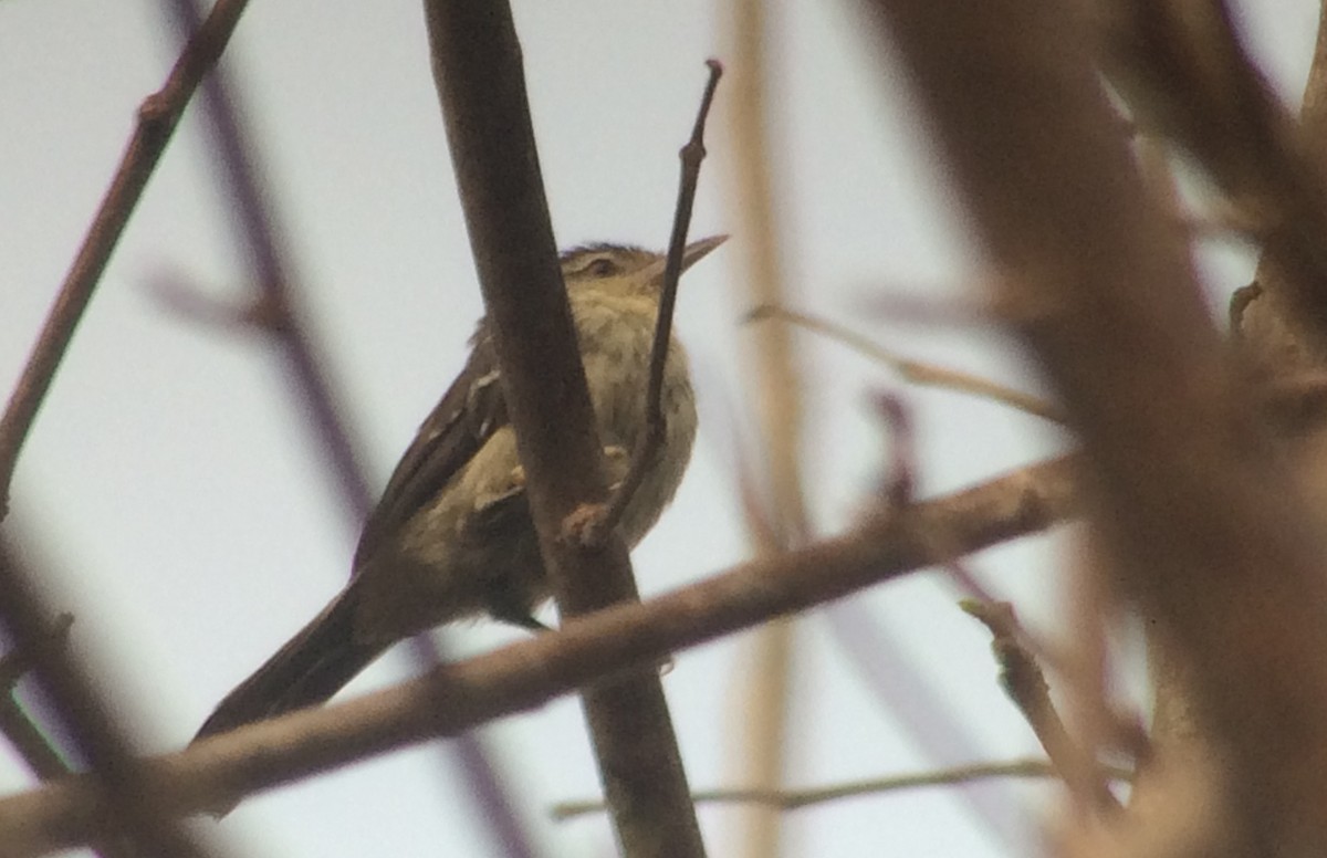 Double-banded Graytail - ML420155371