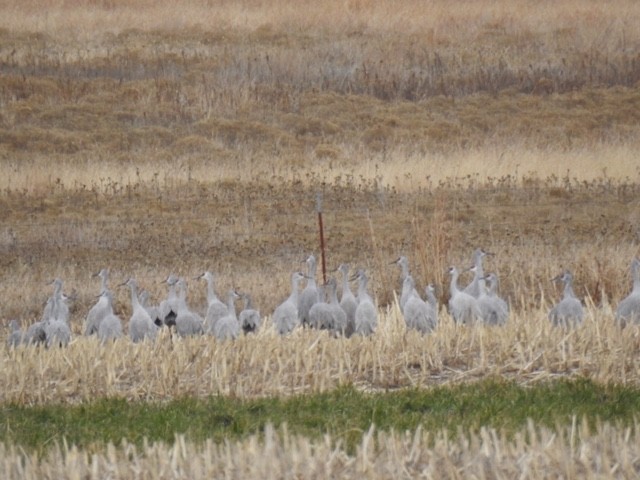 Sandhill Crane - ML42015561