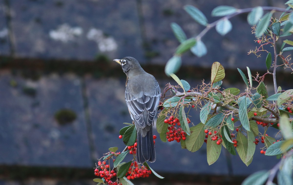 American Robin - ML420155851