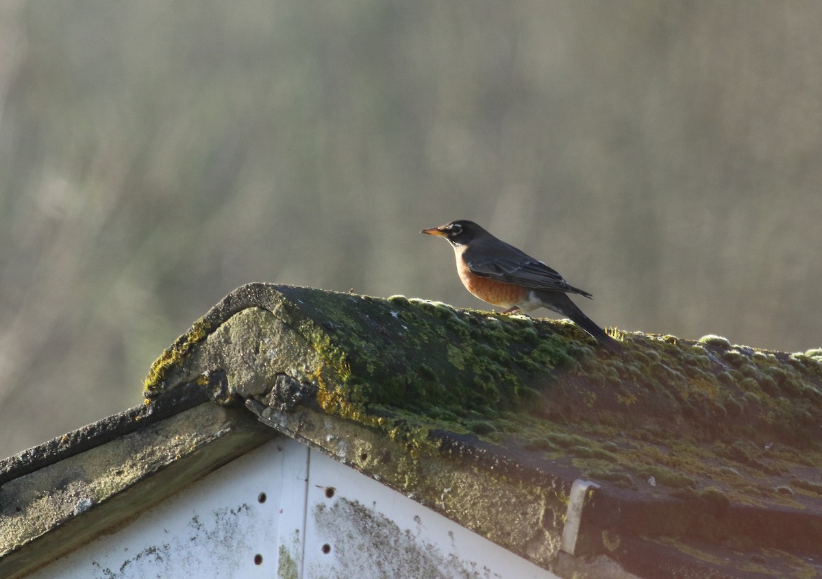 American Robin - Andrew Steele