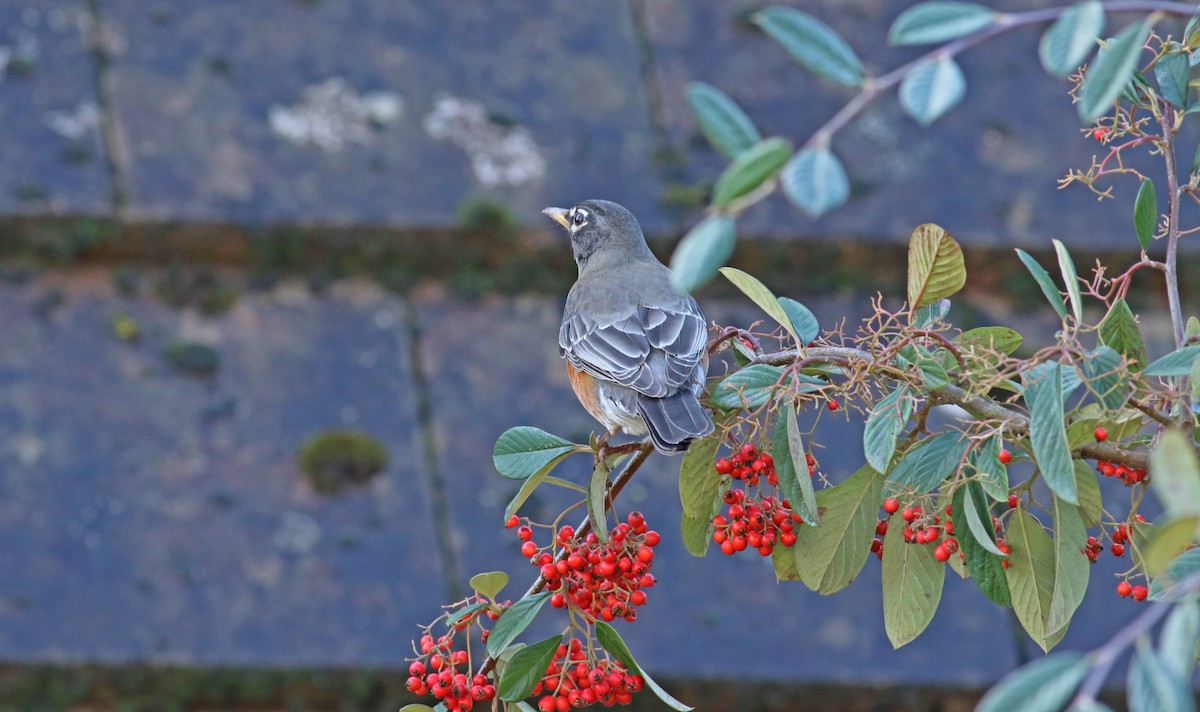 American Robin - Andrew Steele