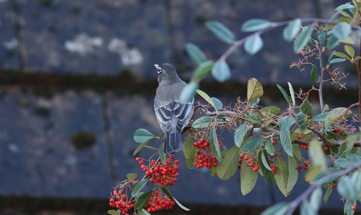 American Robin - Andrew Steele