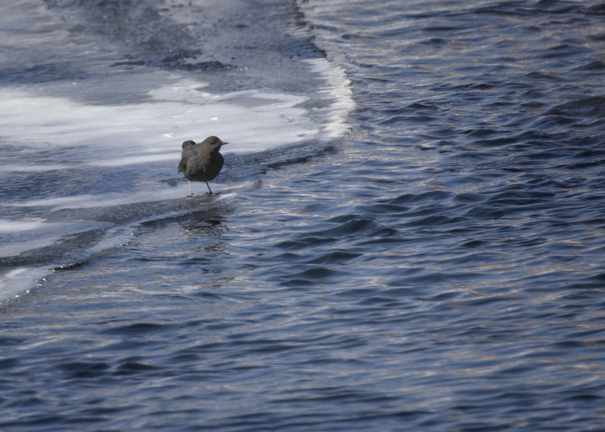 American Dipper - ML420156091