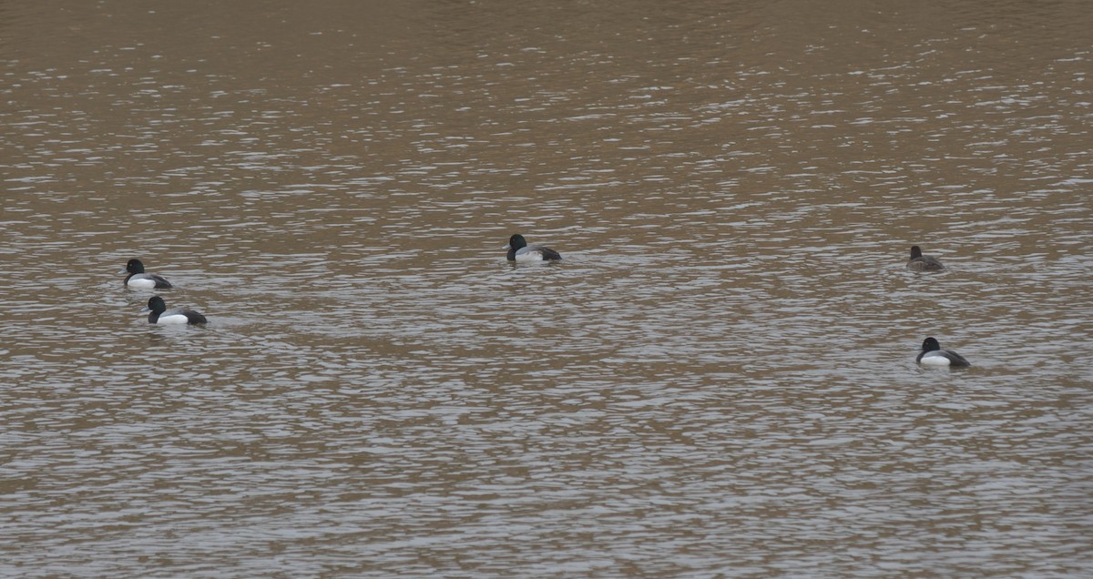 Greater Scaup - ML420157031