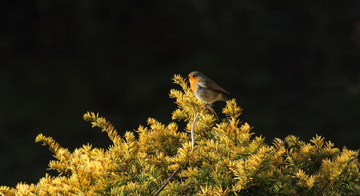 European Robin - Andrew Steele