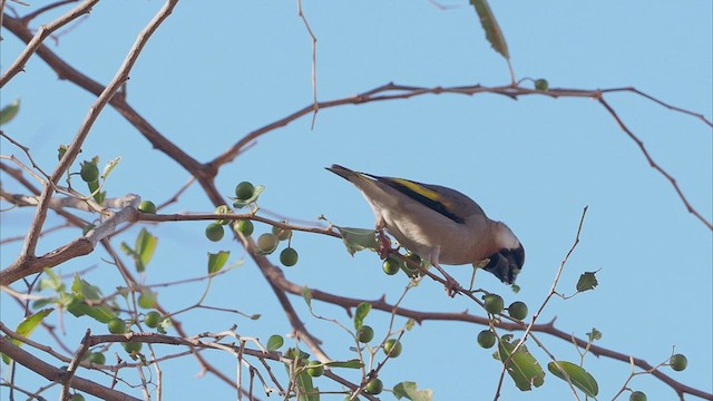 Arabian Grosbeak - ML420157601