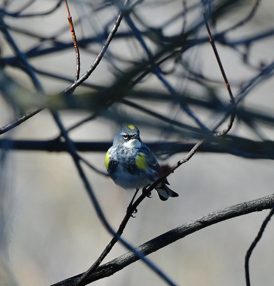 Yellow-rumped Warbler - ML420157731