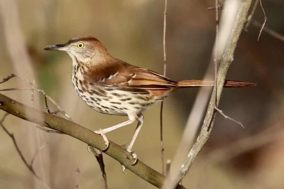 Brown Thrasher - ML420162211