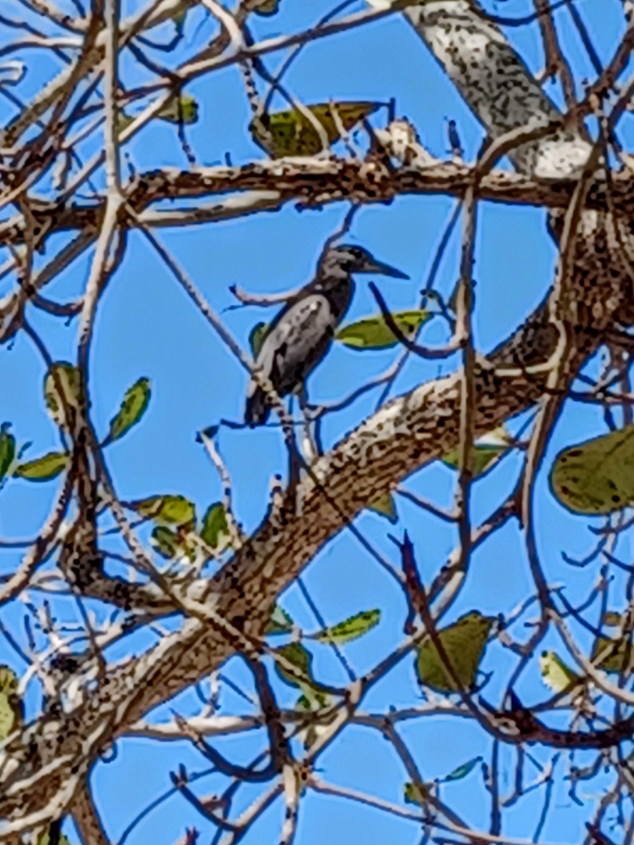 Little Blue Heron - ML420163281