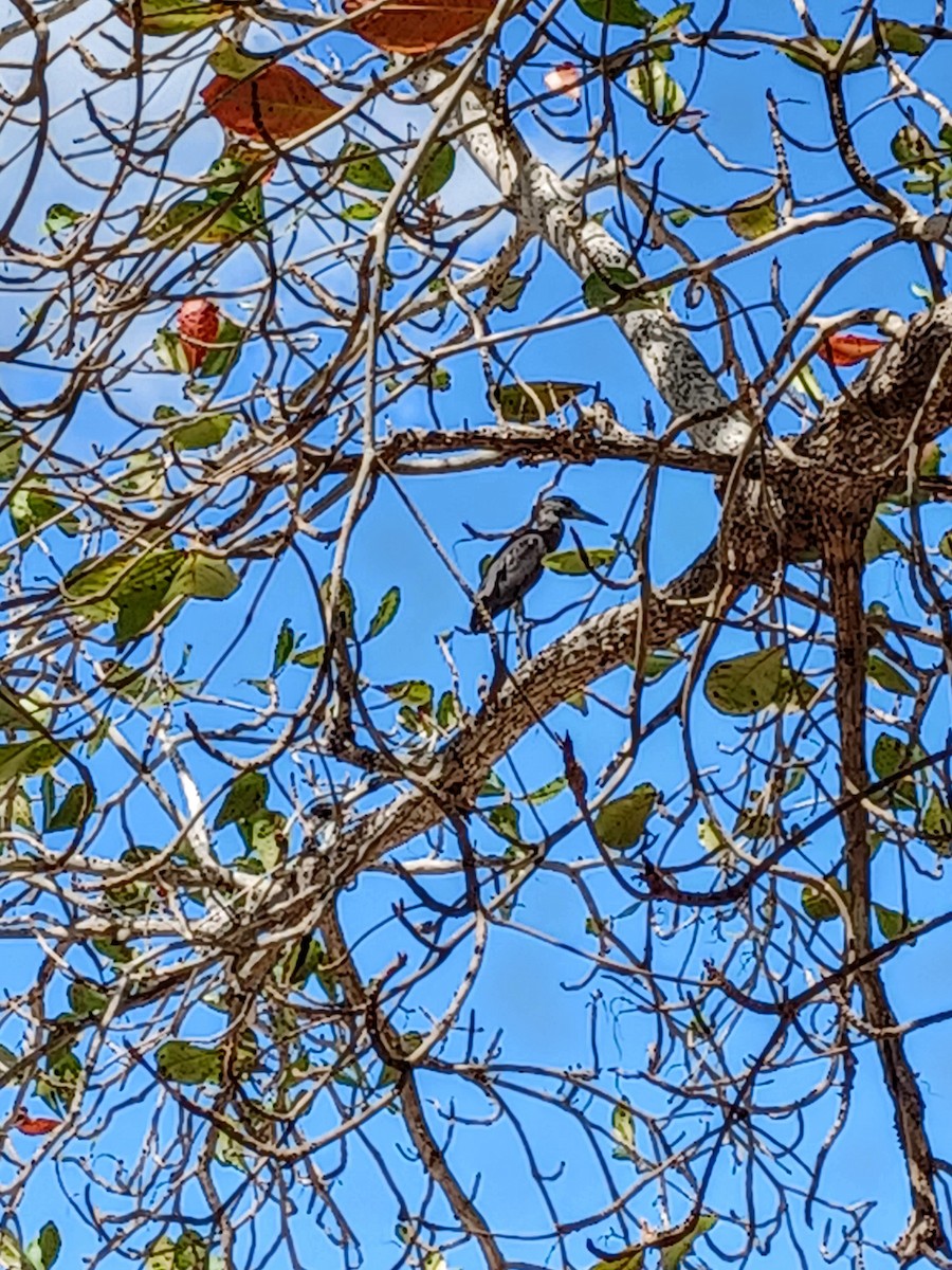 Little Blue Heron - ML420163291