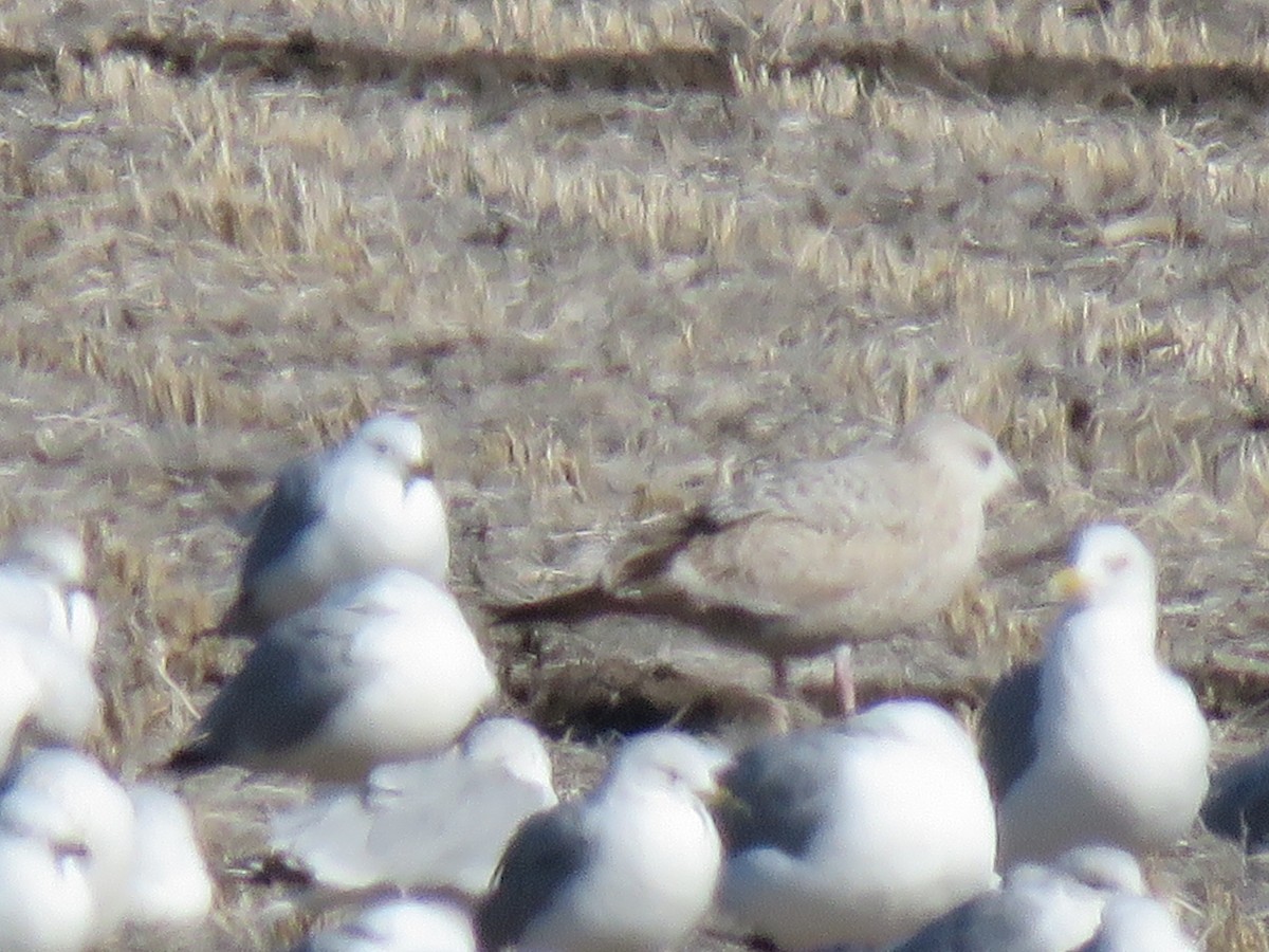 Goéland arctique (thayeri) - ML420163721