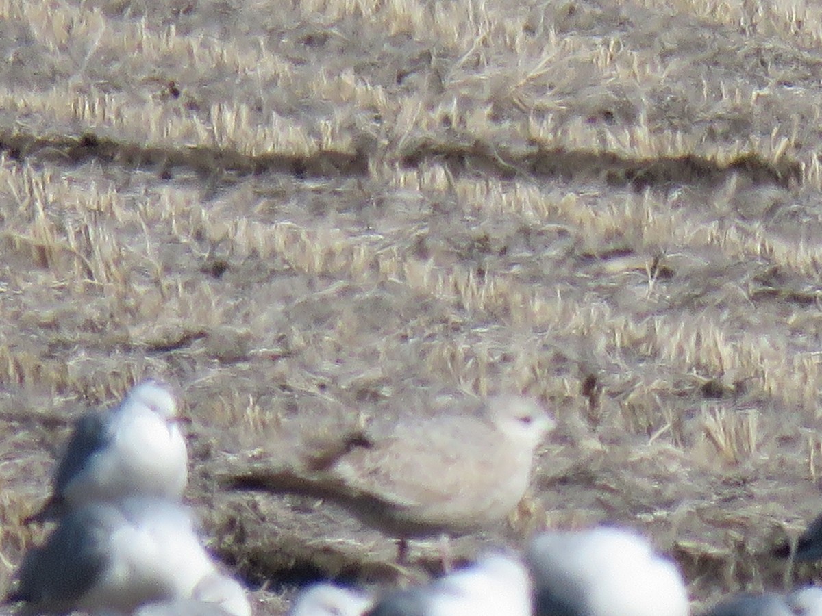 racek polární (ssp. thayeri) - ML420163751