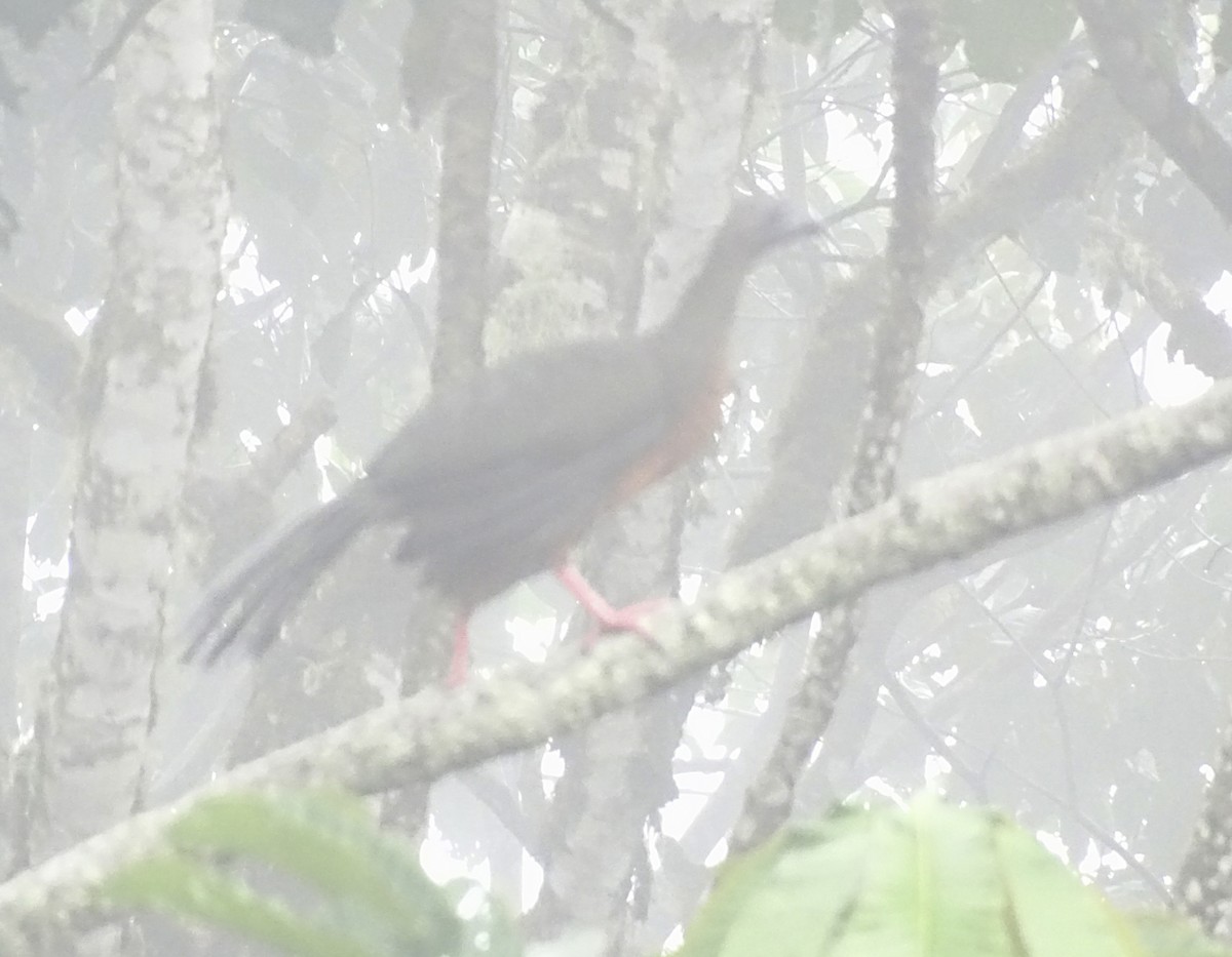 Sickle-winged Guan - ML420164731