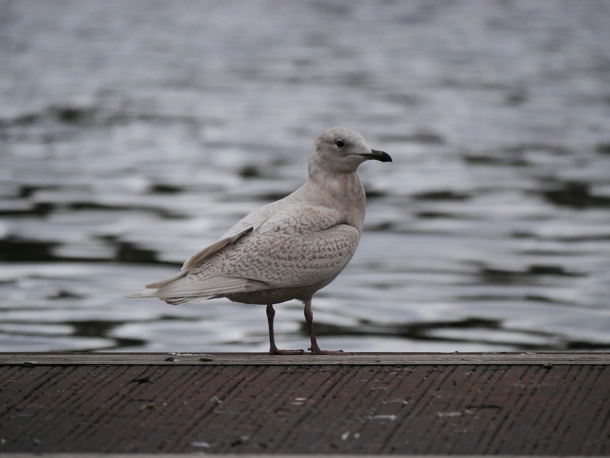 Iceland Gull - ML420166901