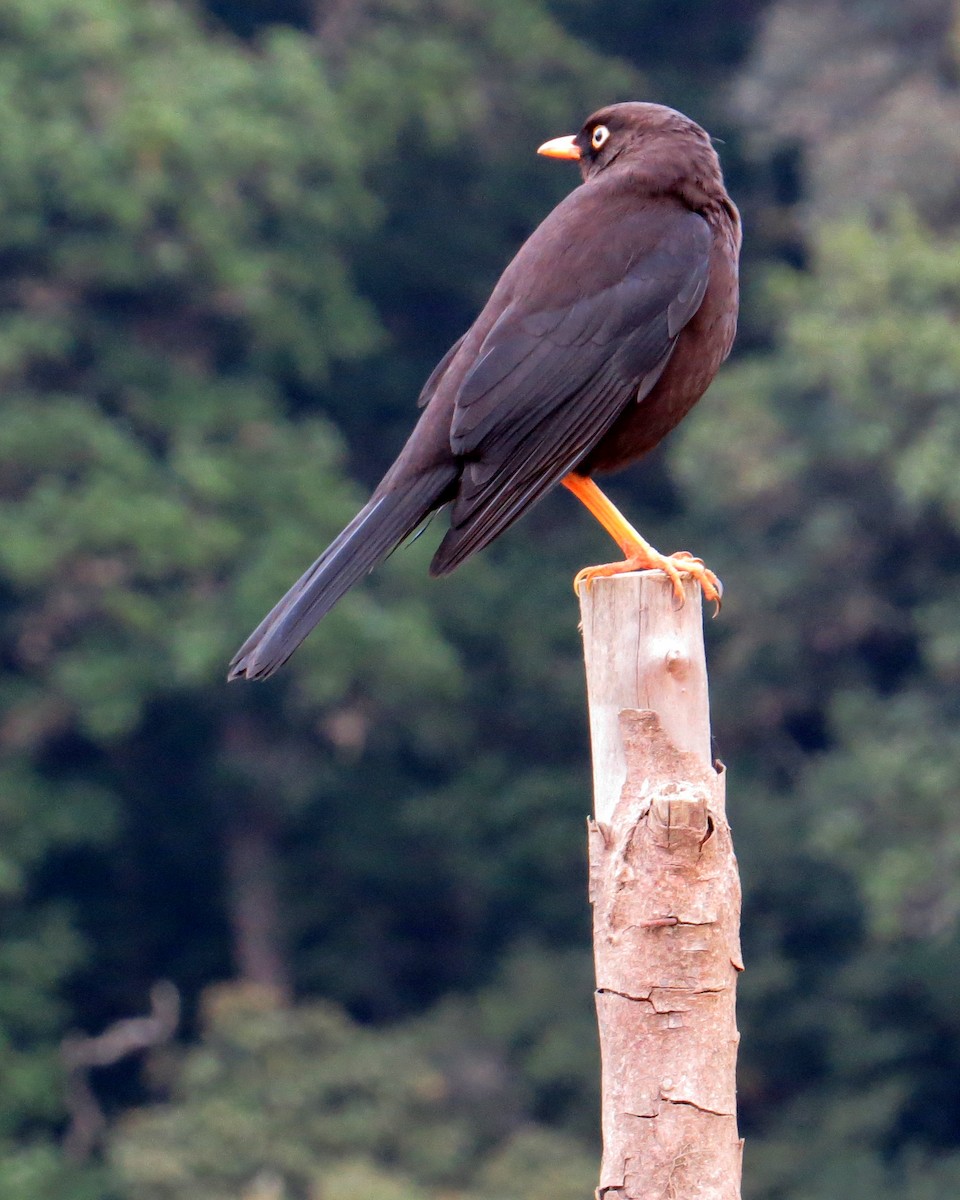 Sooty Thrush - ML420167331