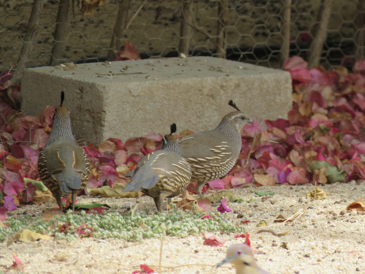 California Quail - Teri Warren