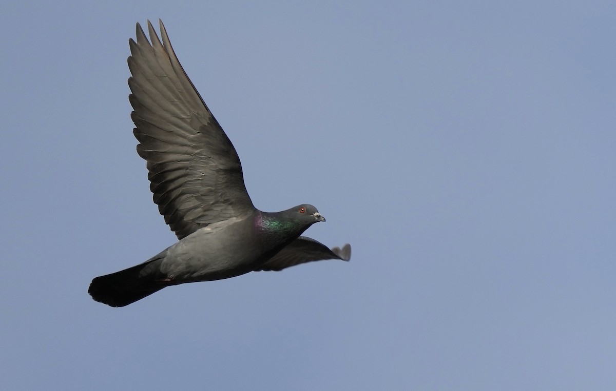 Rock Pigeon (Feral Pigeon) - ML420172761