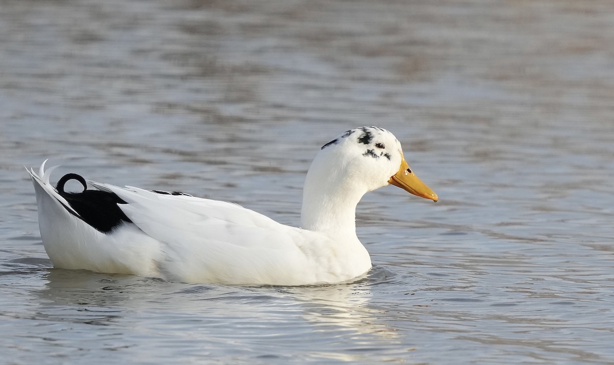 Mallard (Domestic type) - ML420173471