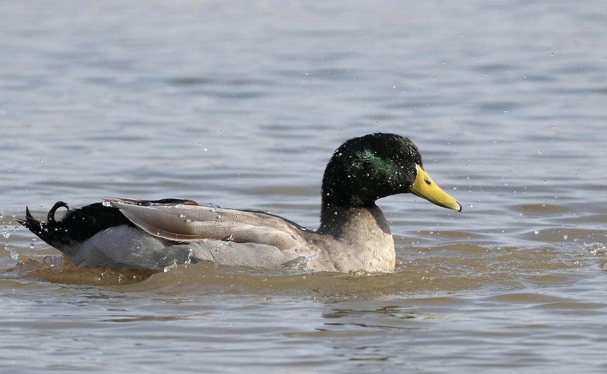 Canard colvert - ML420173581