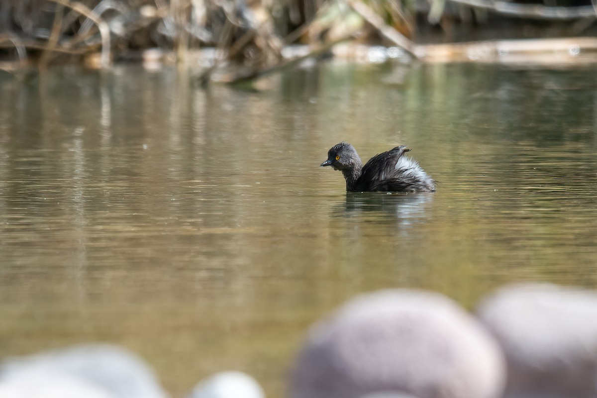 Least Grebe - ML420175301